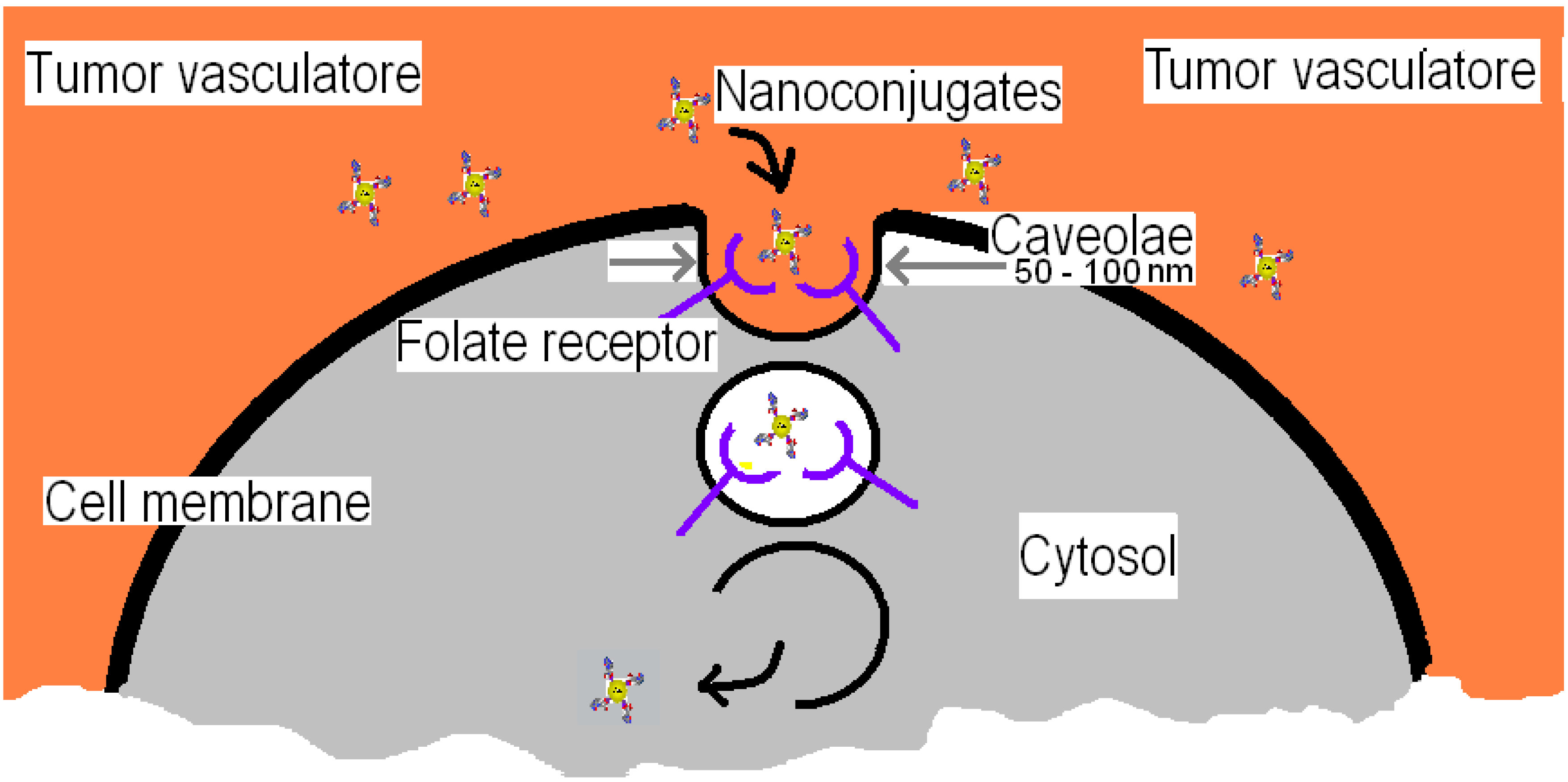 Cancers 02 01911 g003