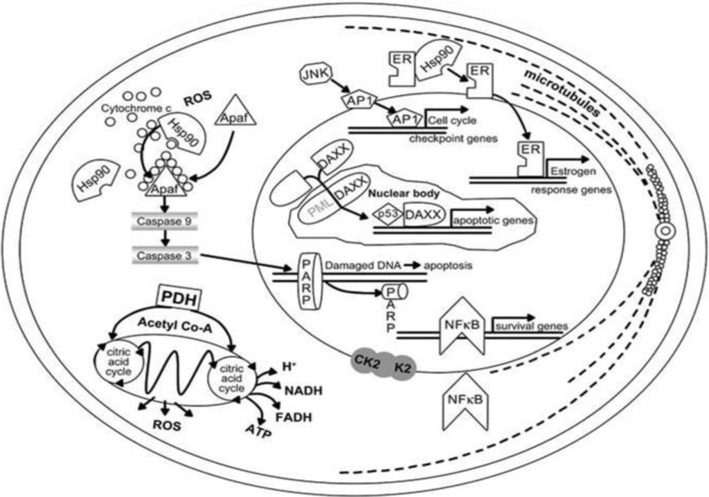 Cancers 02 01980 g003 1024