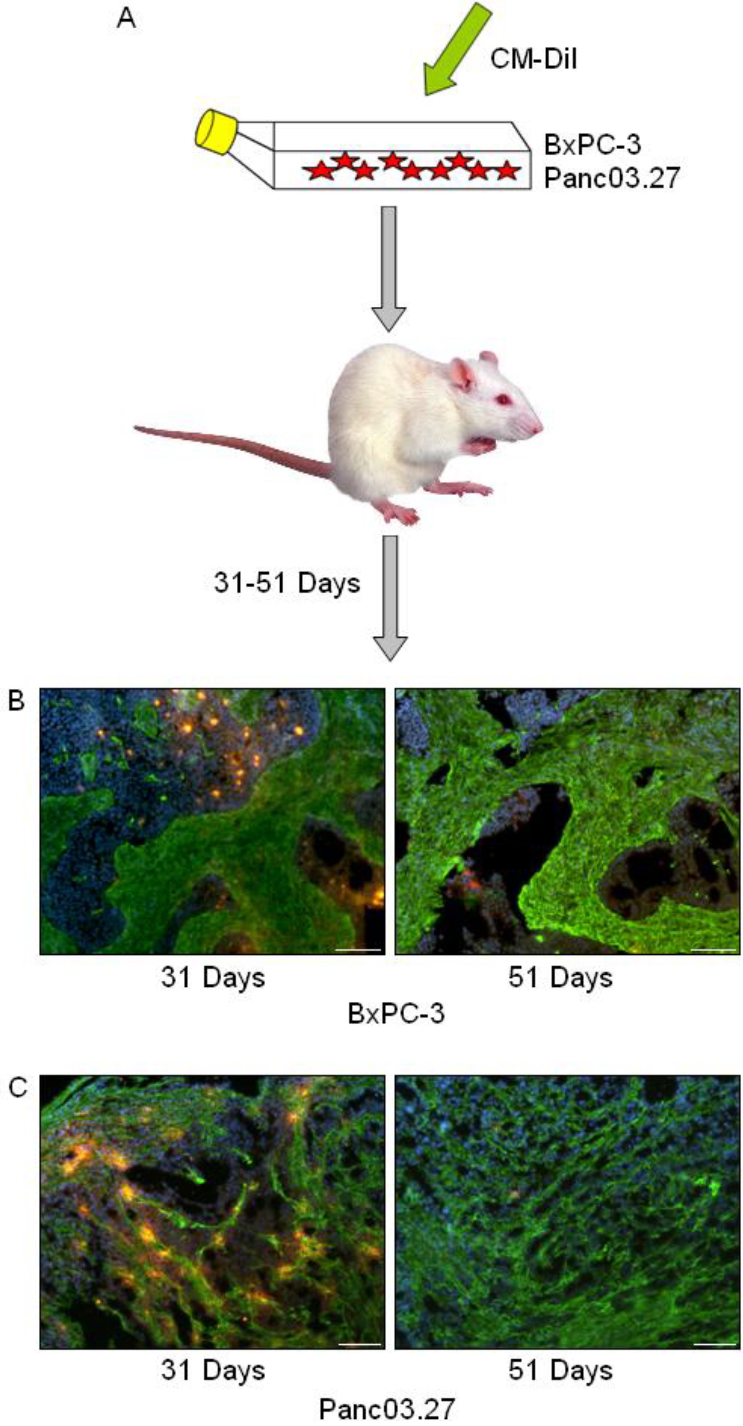 Cancers 02 02011 g001