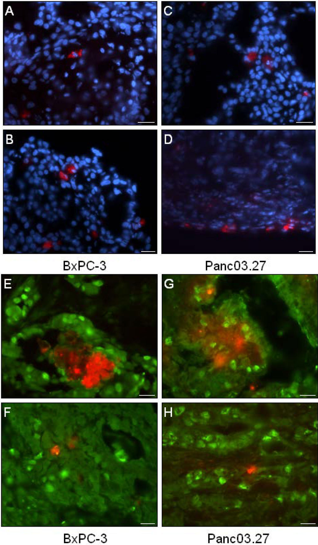 Cancers 02 02011 g002 1024