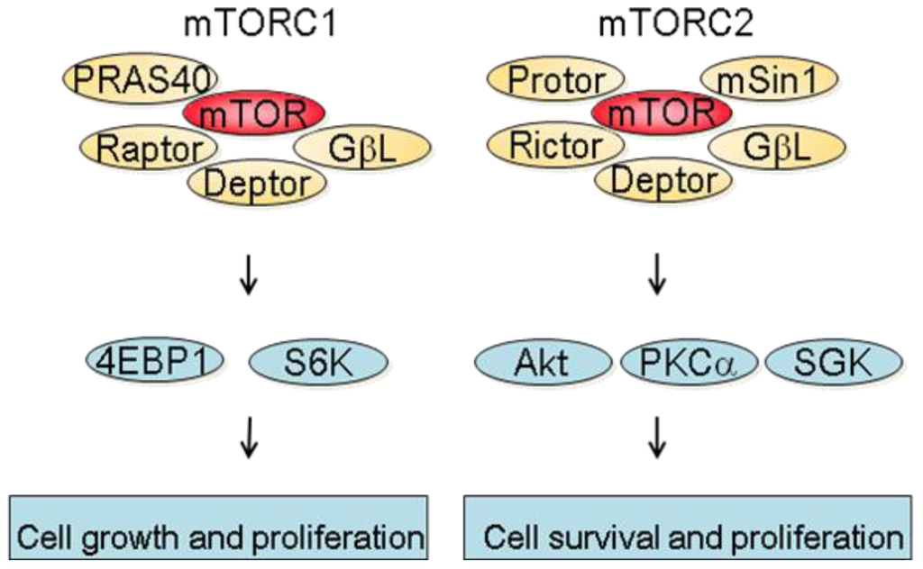 Cancers 03 02478f1 1024