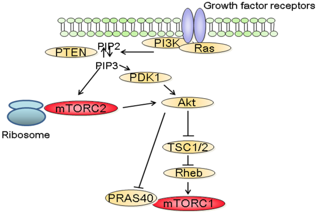 Cancers 03 02478f2 1024