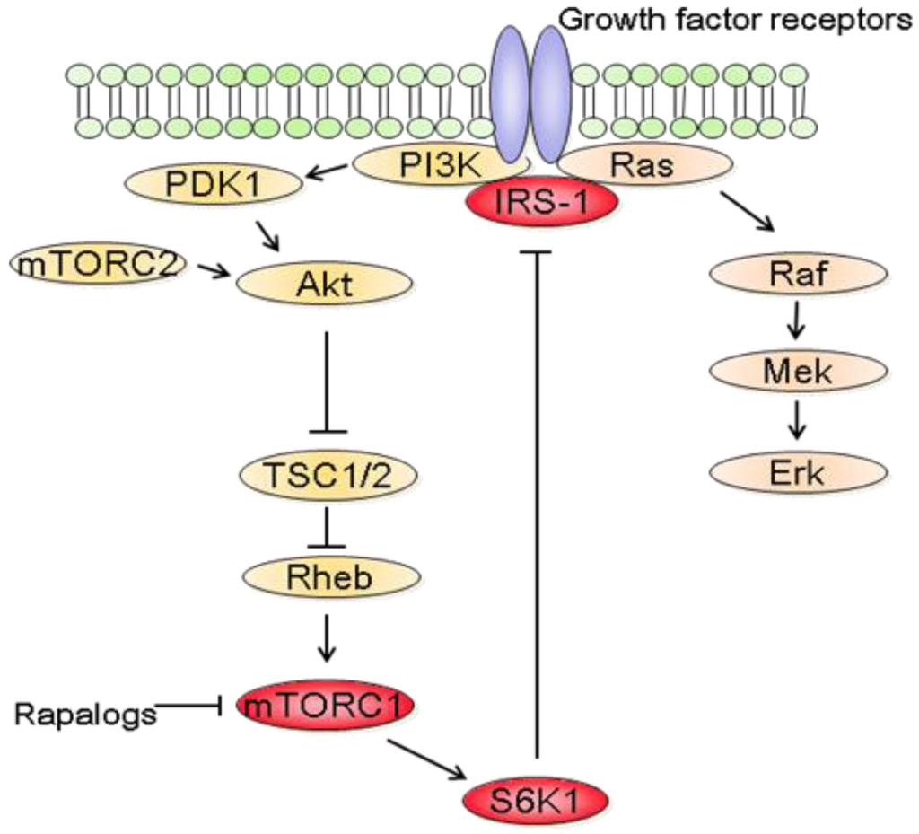 Cancers 03 02478f3 1024