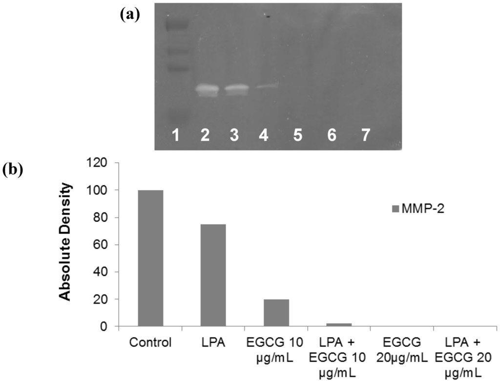 Cancers 04 00323 g002 1024