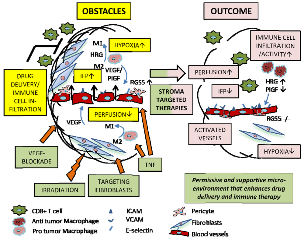 Cancers 04 00340 g001 1024