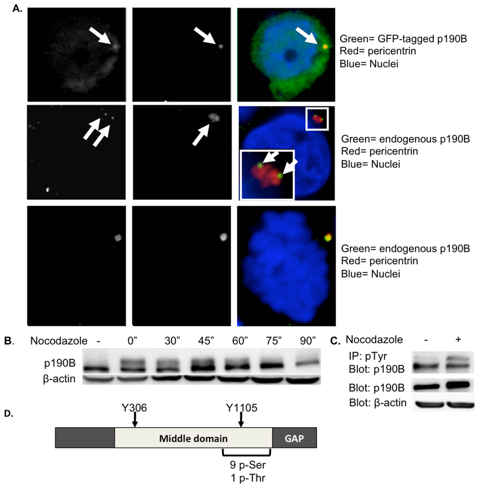 Cancers 04 00475 g001 1024