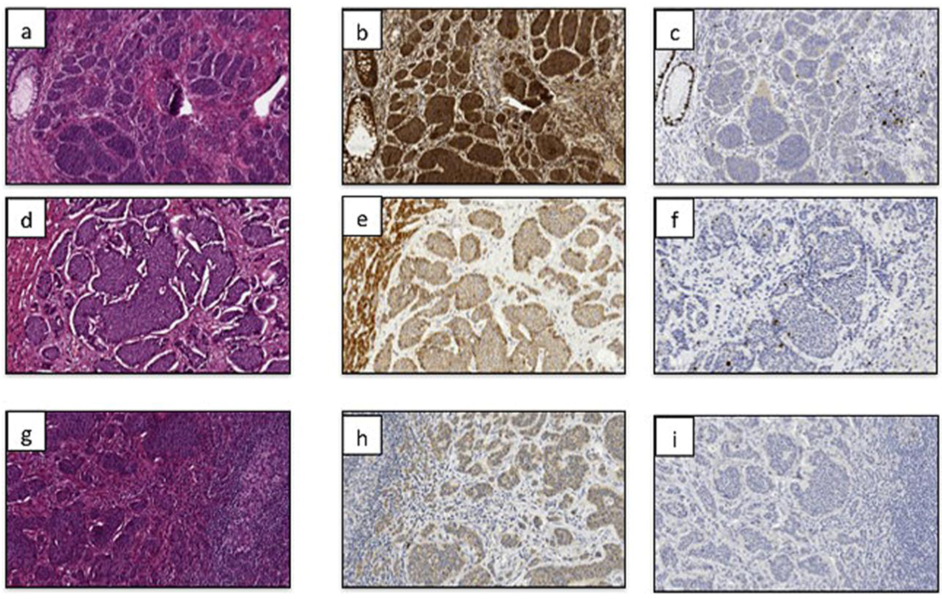 Cancers 04 00808 g001