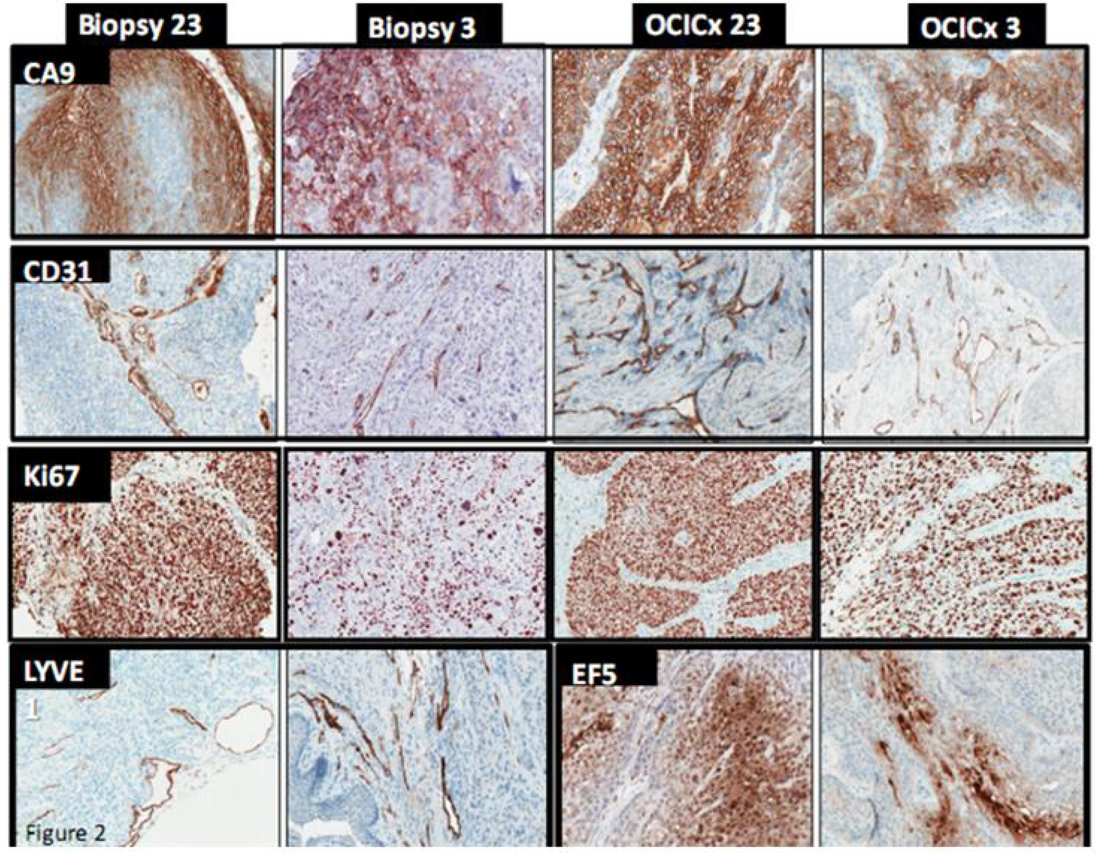 Cancers 04 00821 g002