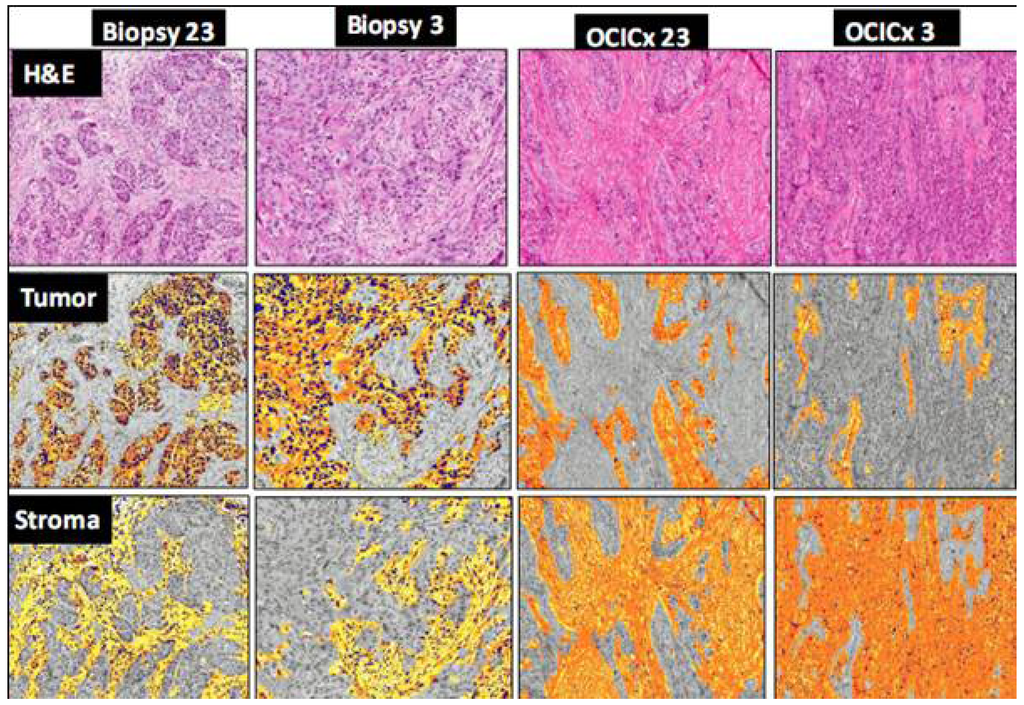 Cancers 04 00821 g004 1024