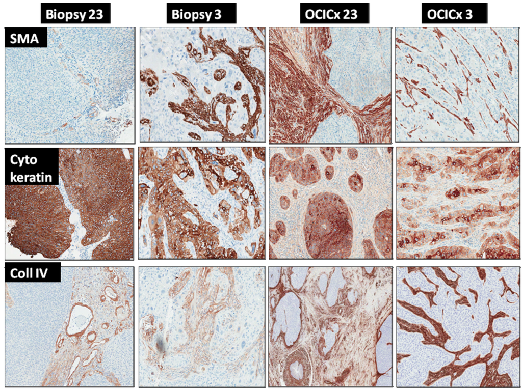 Cancers 04 00821 g010 1024