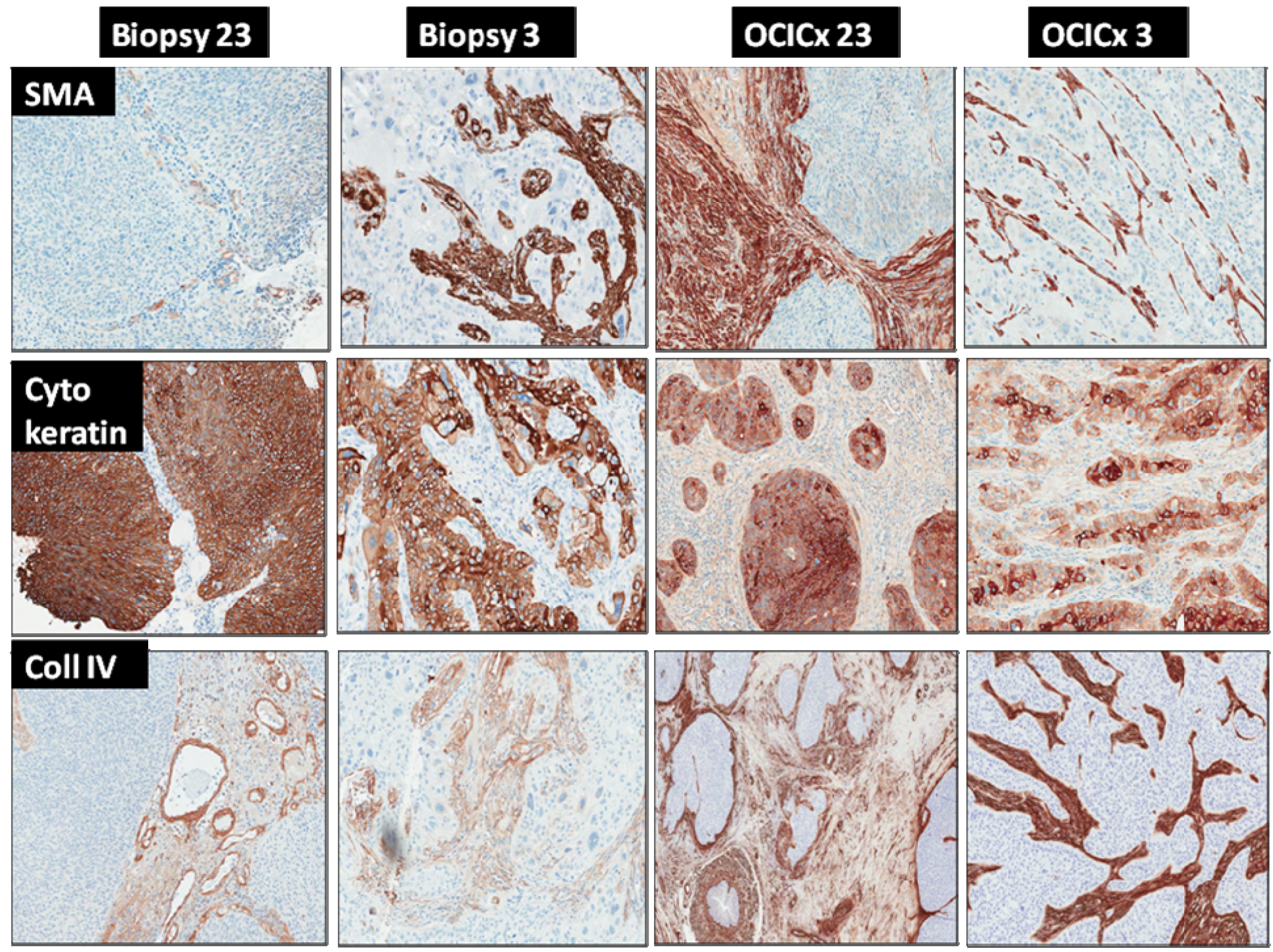 Cancers 04 00821 g010