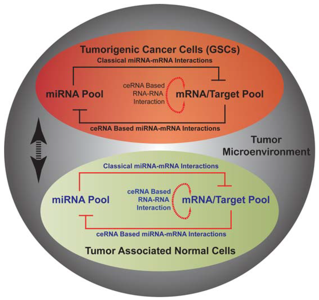 Cancers 04 00846 g001 1024