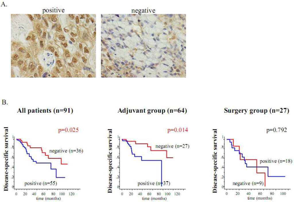 Cancers 05 00015 g004 1024