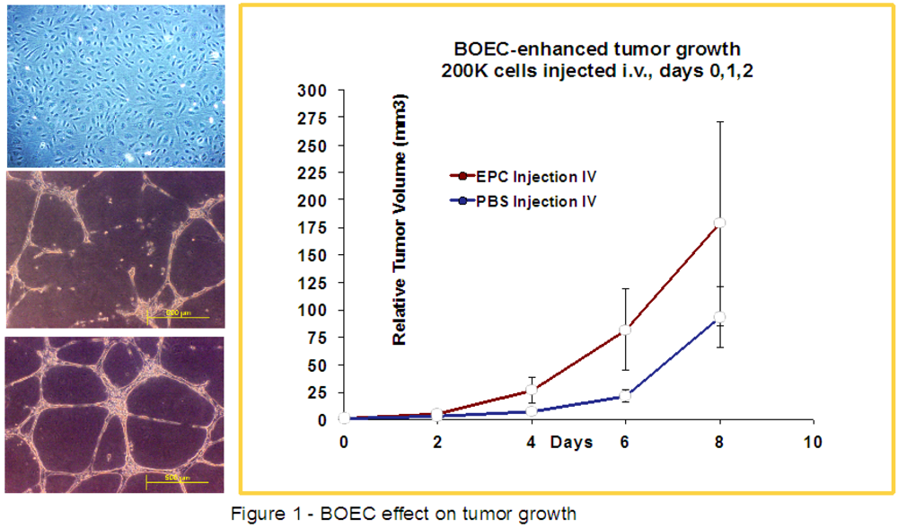 Cancers 05 00205 g001 1024