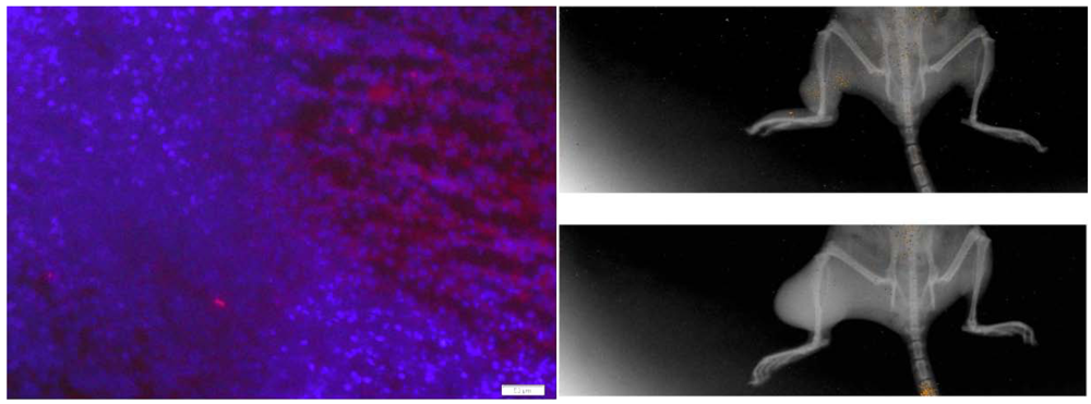 Cancers 05 00205 g004 1024