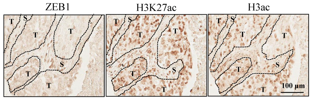Cancers 05 00334 g009 1024