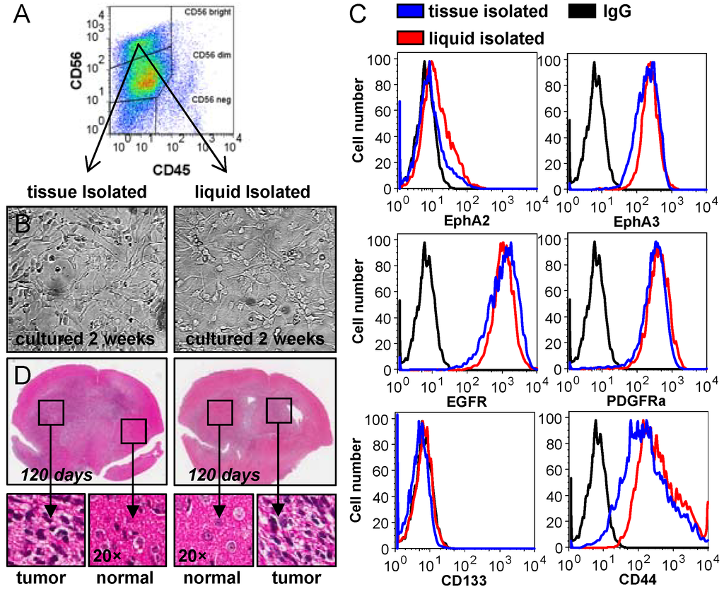 Cancers 05 00357 g003 1024