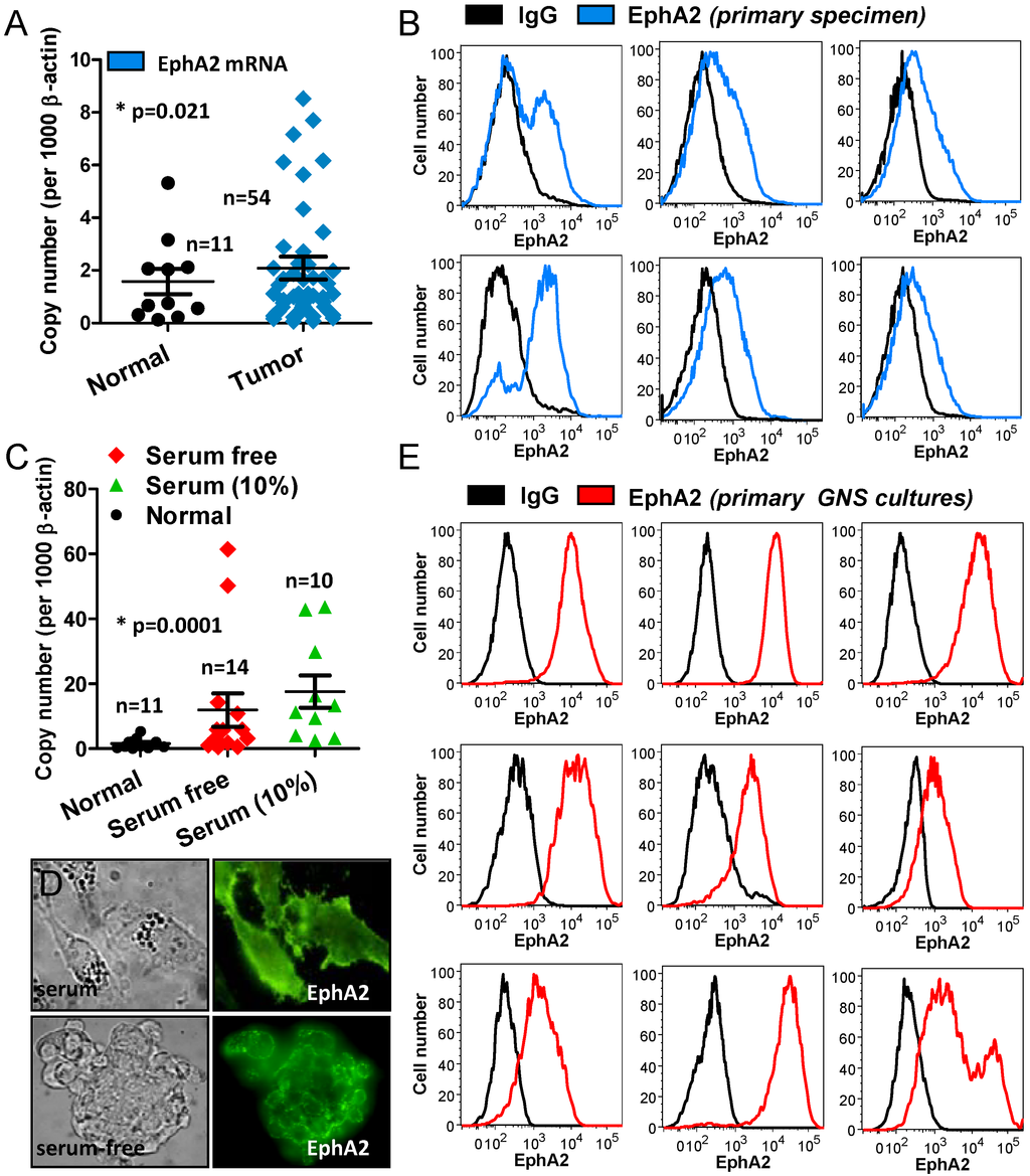 Cancers 05 00357 g004 1024