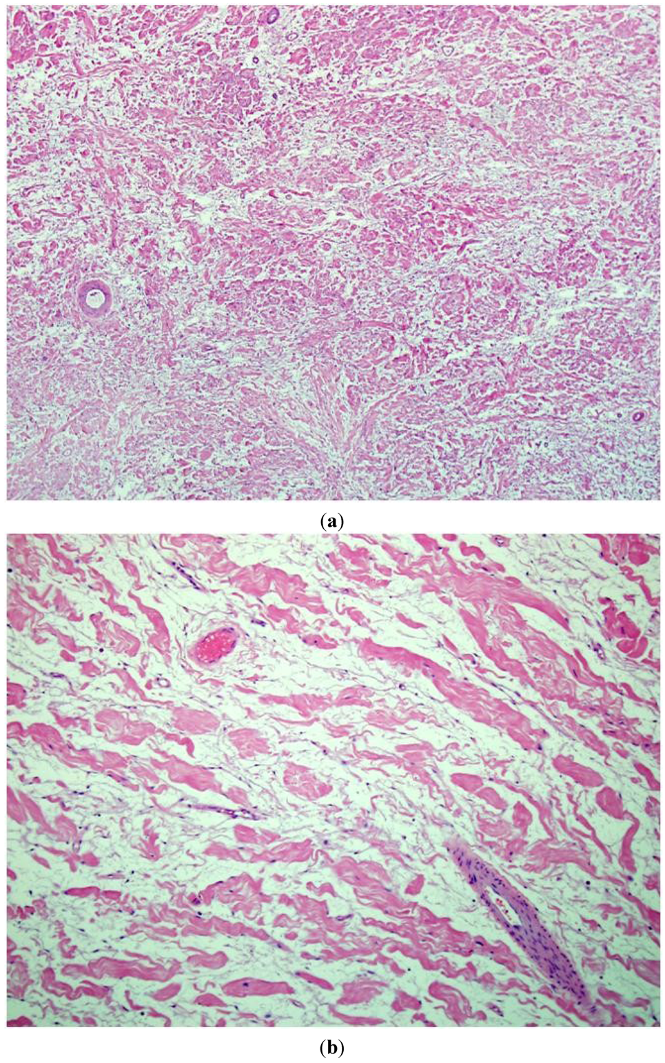 Cancers 05 00519 g001 1024