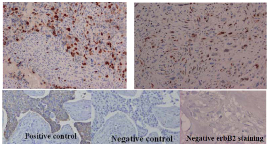 Cancers 05 00662 g004 1024