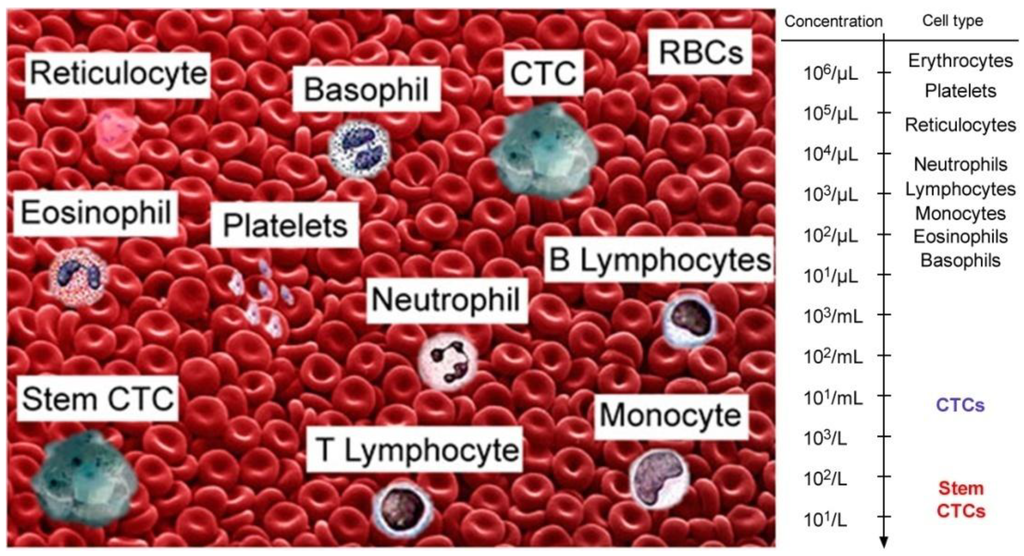 Cancers 05 01691 g001 1024