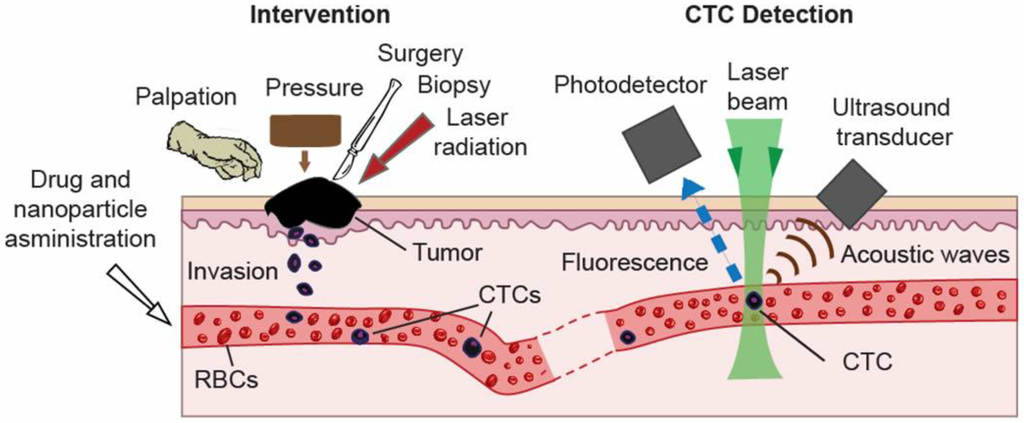 Cancers 05 01691 g002 1024