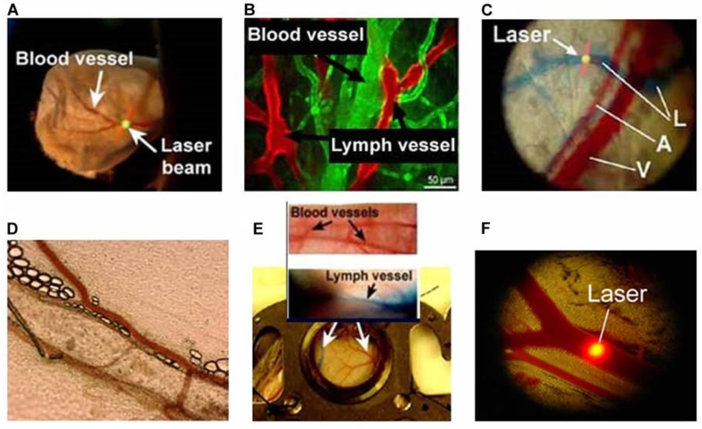 Cancers 05 01691 g003 1024