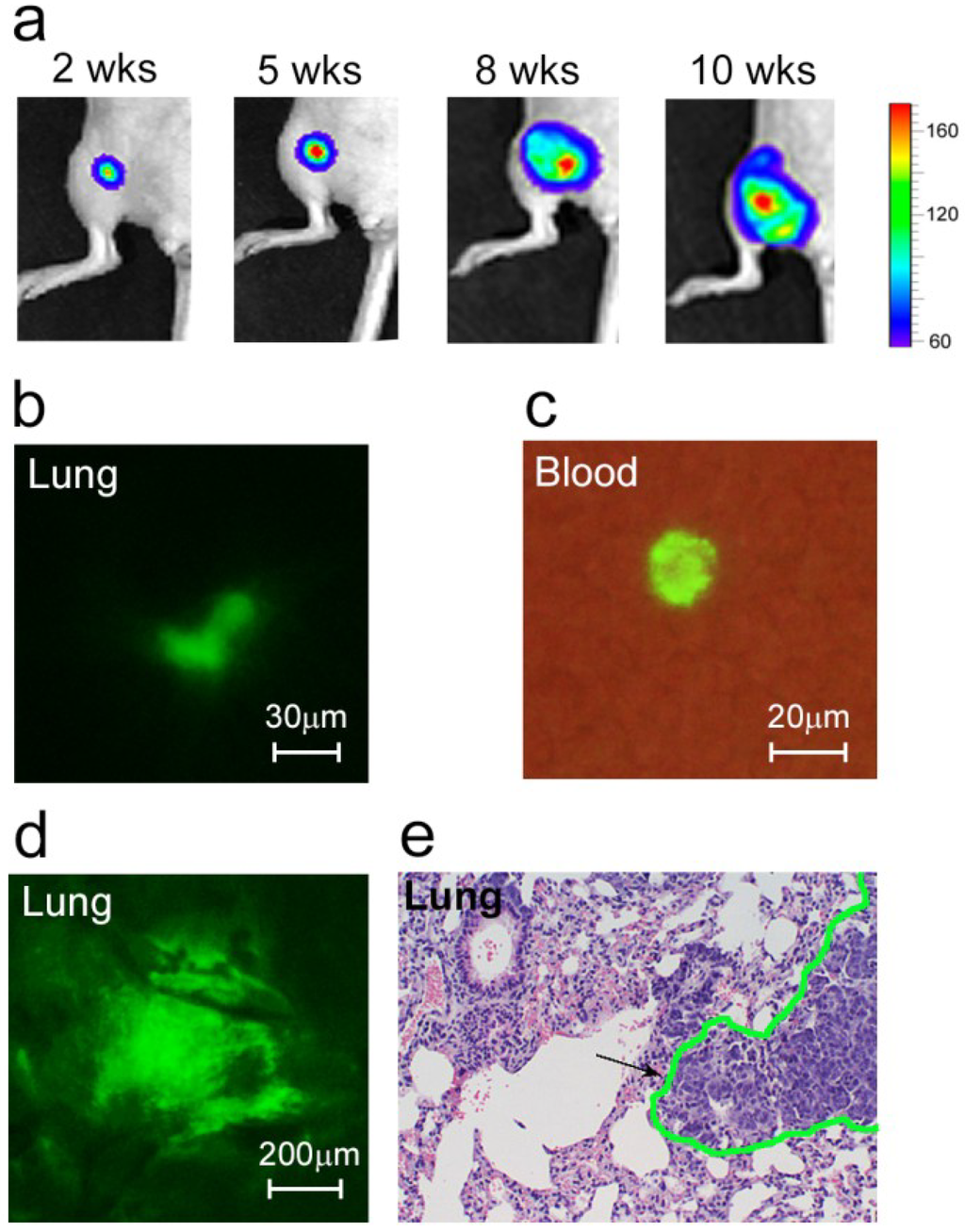 Cancers 06 00128 g001 1024