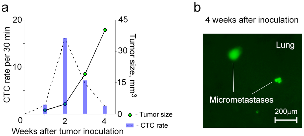 Cancers 06 00128 g004 1024