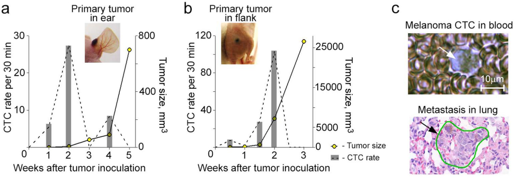 Cancers 06 00128 g005 1024