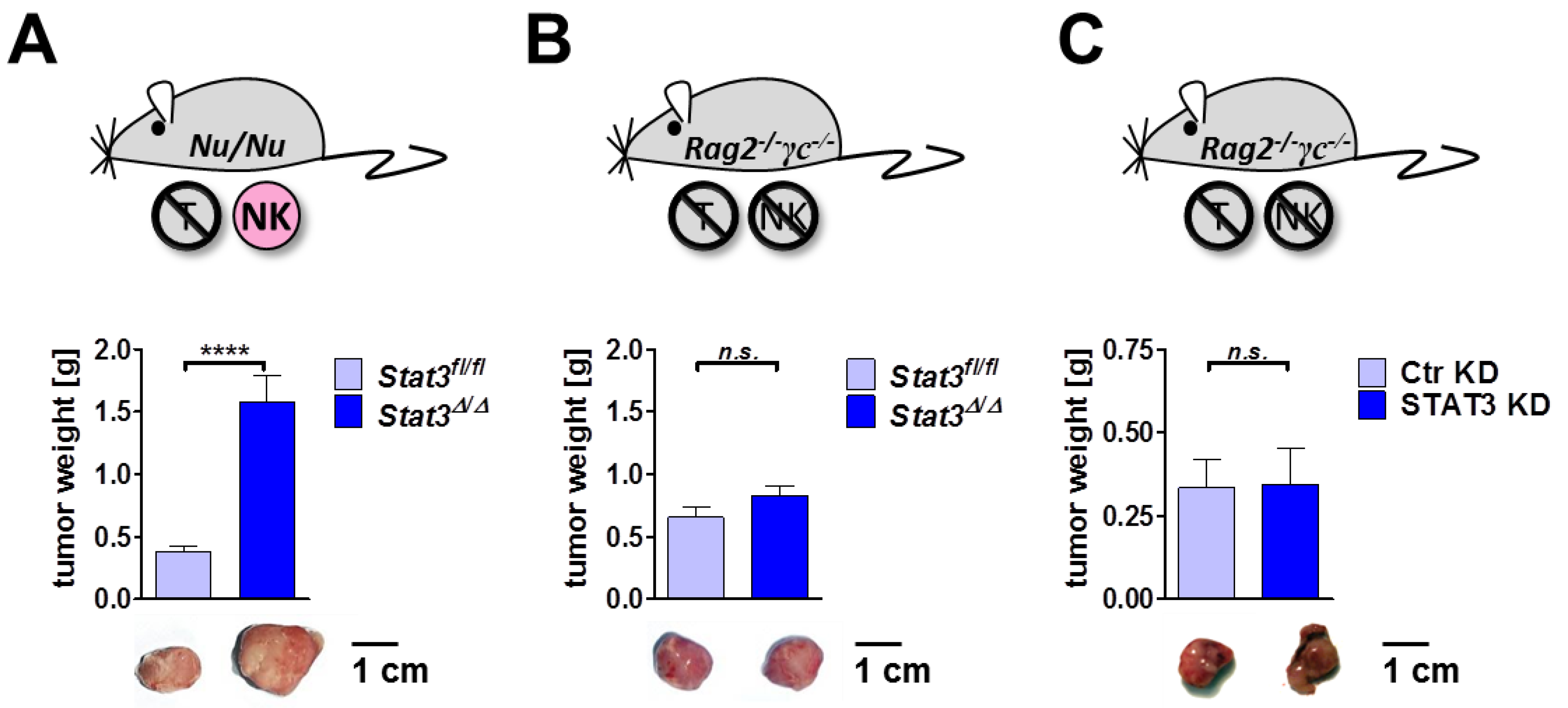 Cancers 06 00193 g006