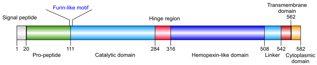 Cancers 06 00416 g001 1024