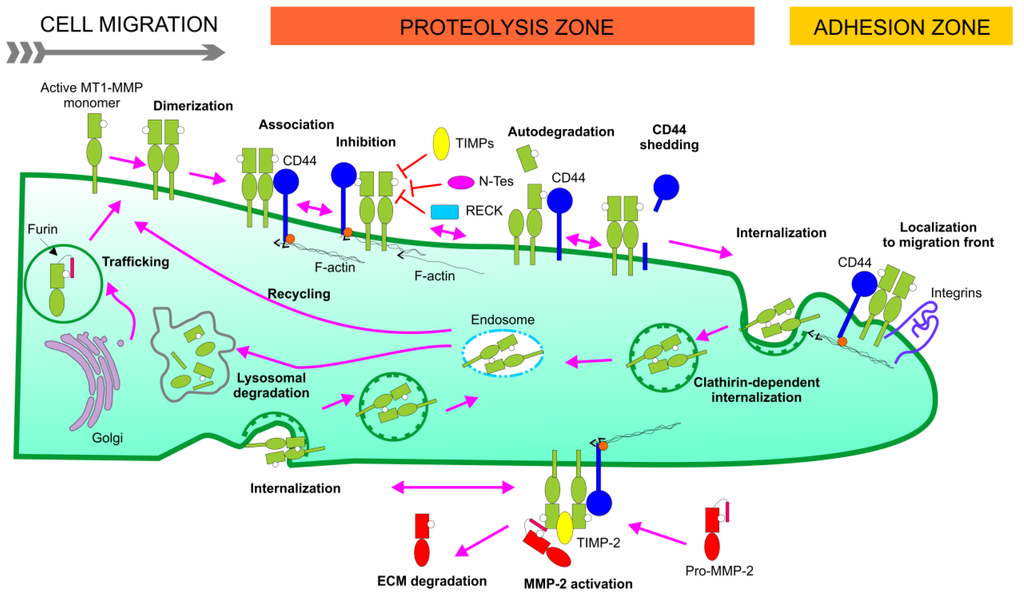 Cancers 06 00416 g002 1024