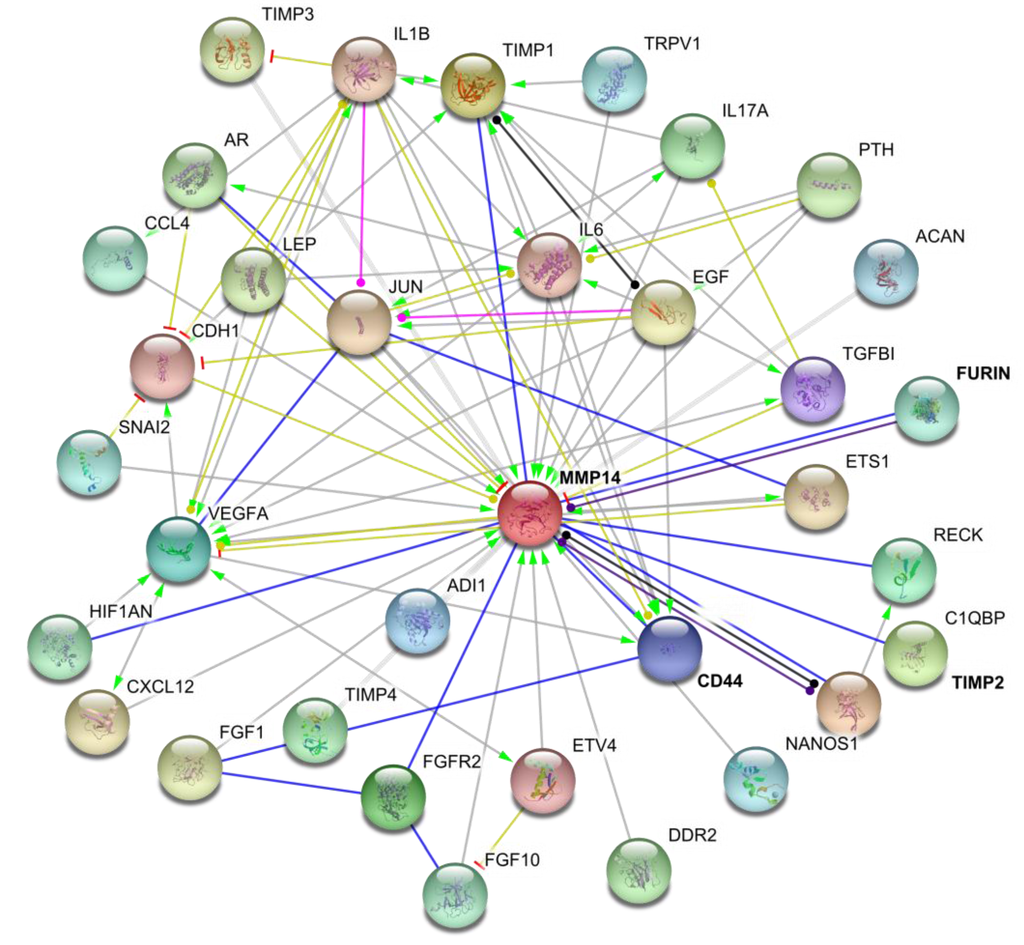 Cancers 06 00416 g003 1024