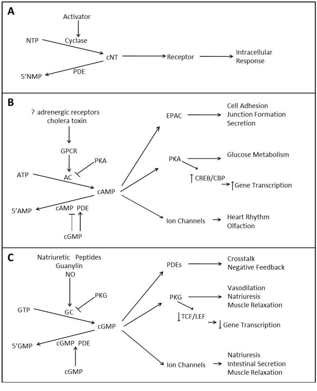 Cancers 06 00436 g001 1024