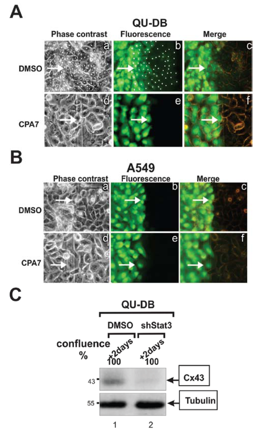 Cancers 06 00646 g002 1024