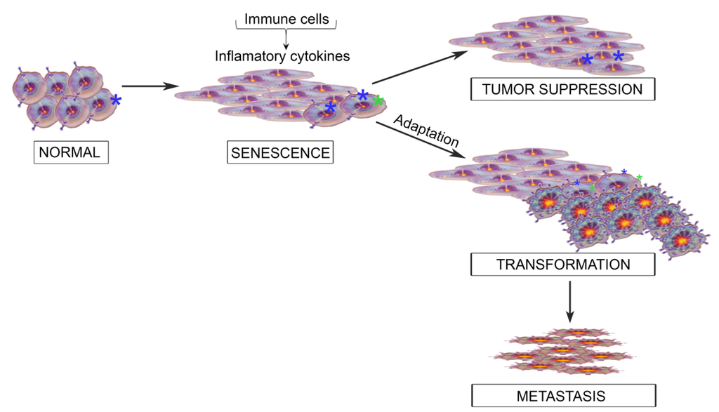 Cancers 06 00741 g001 1024