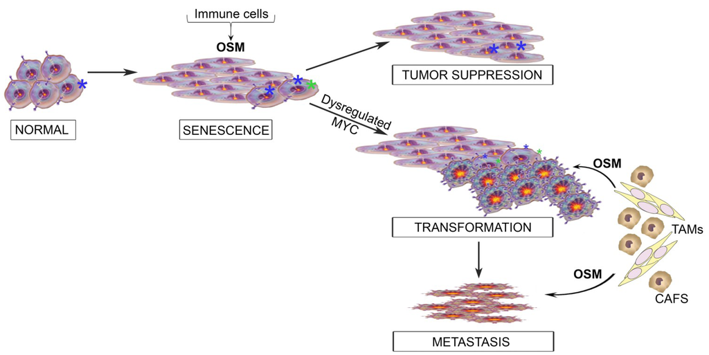 Cancers 06 00741 g003 1024