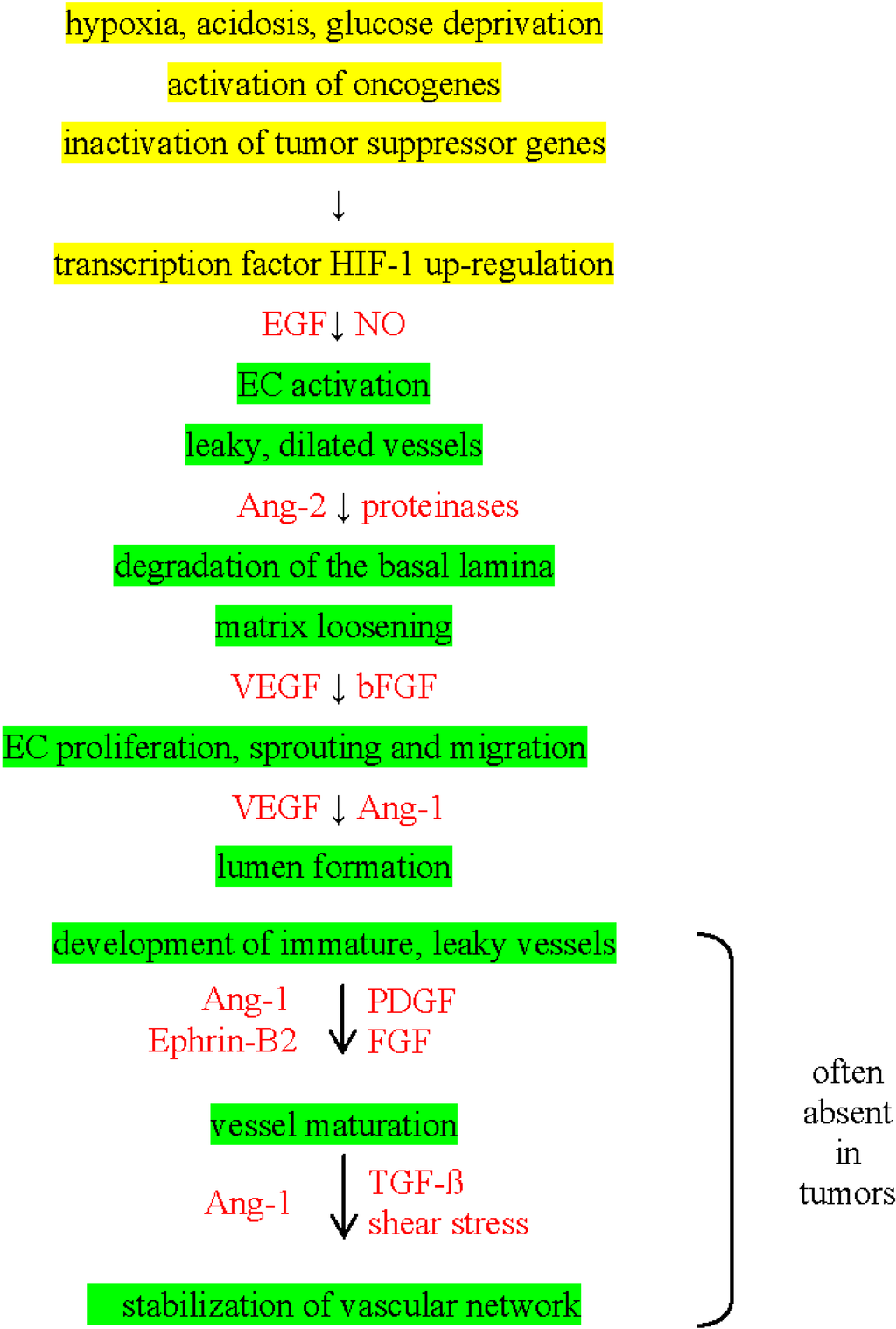 Cancers 06 00813 g001 1024