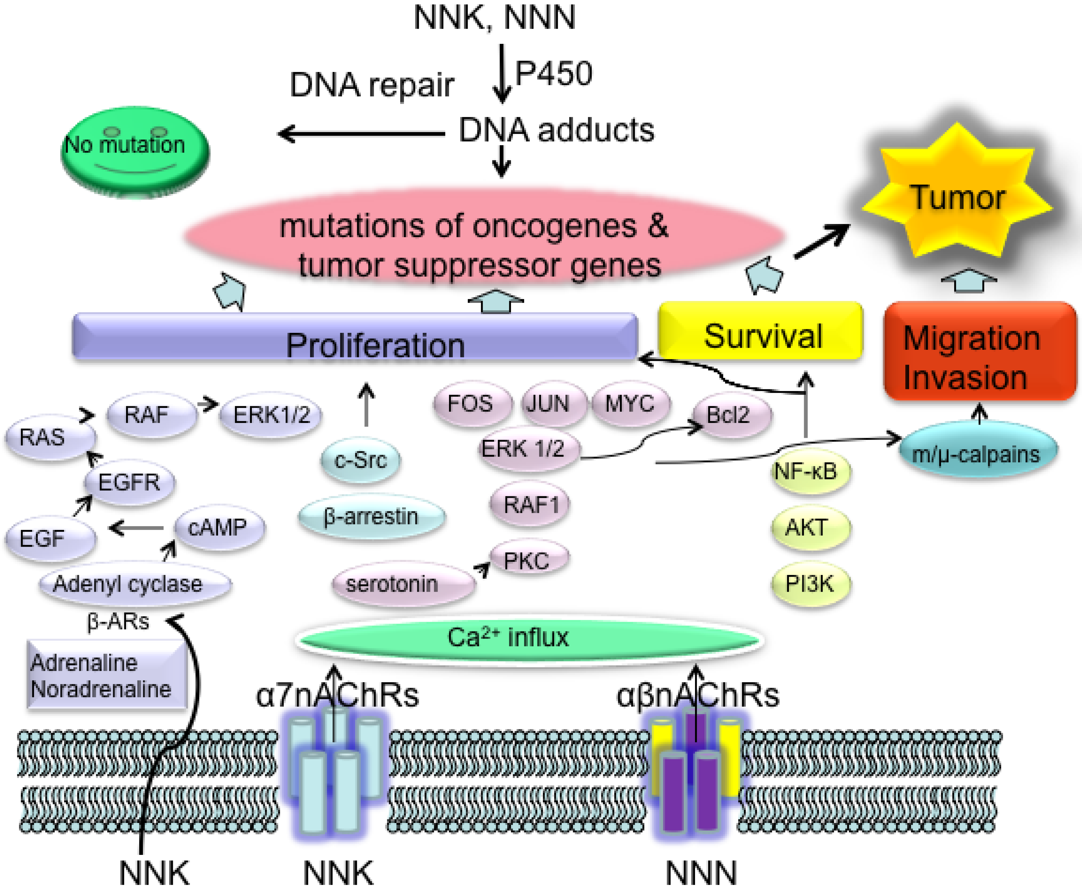 Cancers 06 01138 g002