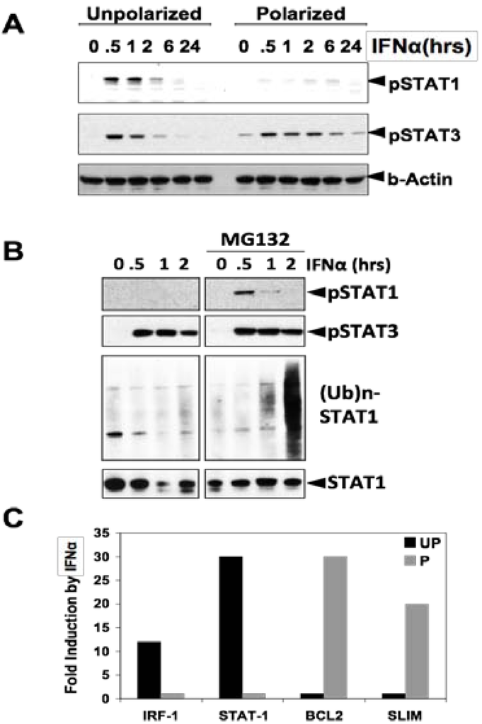 Cancers 06 01394 g001 1024