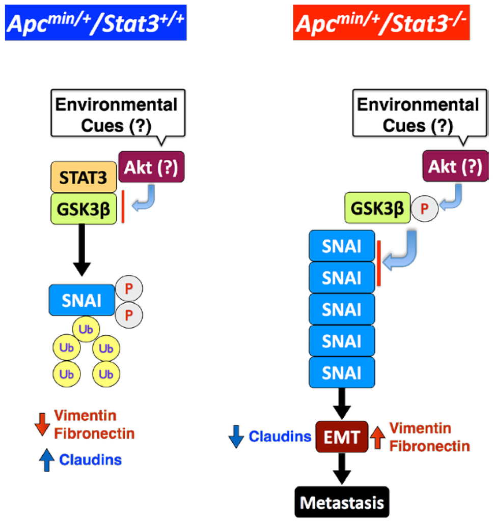 Cancers 06 01394 g003 1024