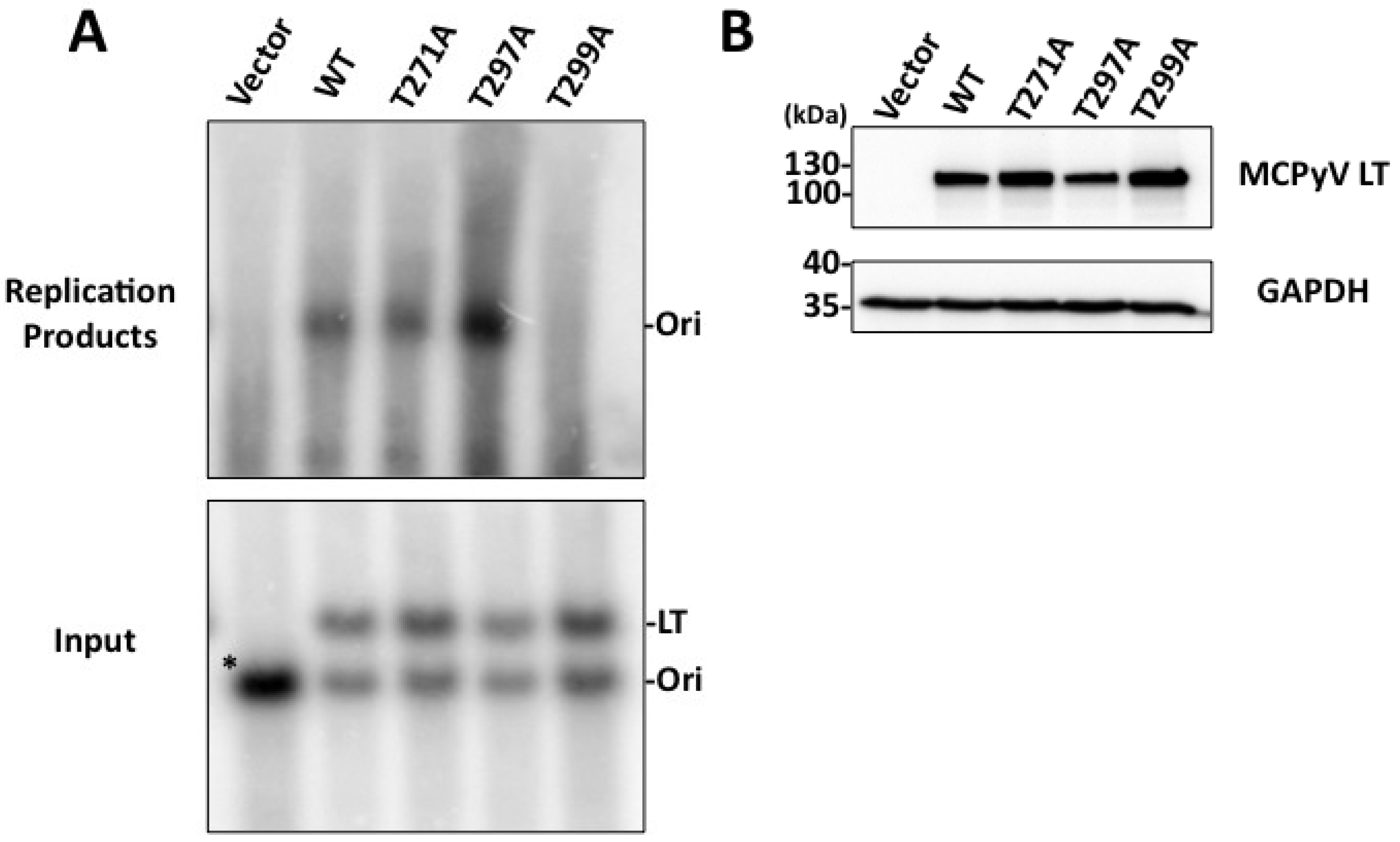 Cancers 06 01464 g004