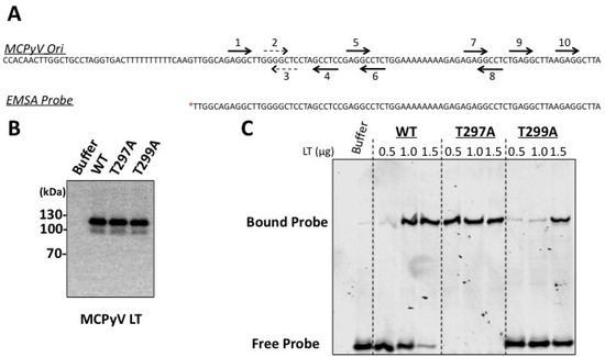 Cancers 06 01464 g005 550