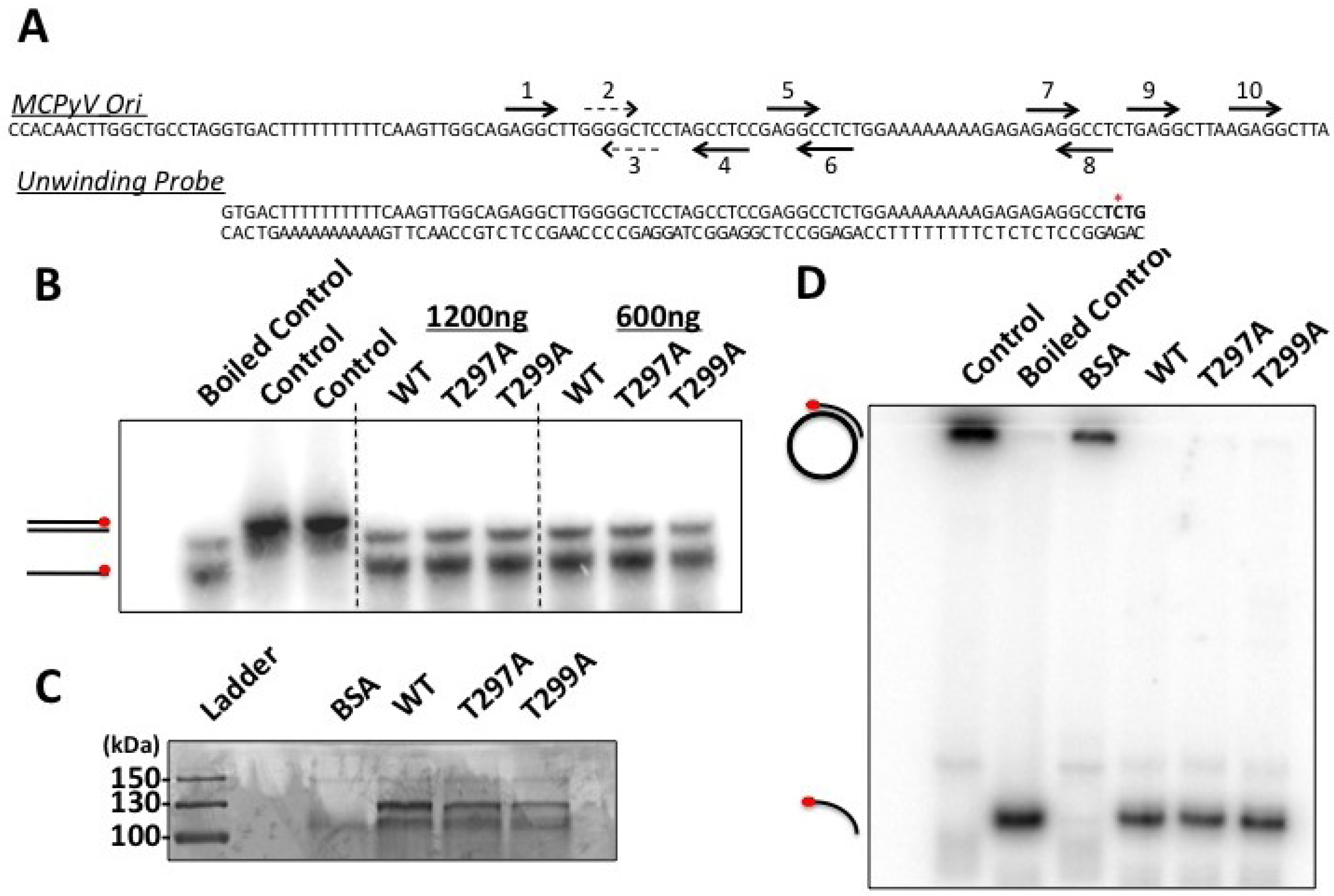 Cancers 06 01464 g006