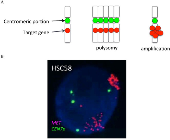 Cancers 06 01540 g001 550