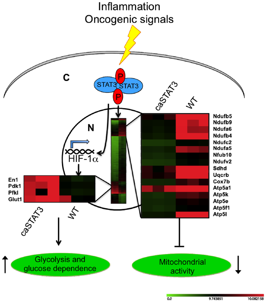 Cancers 06 01579 g004 1024