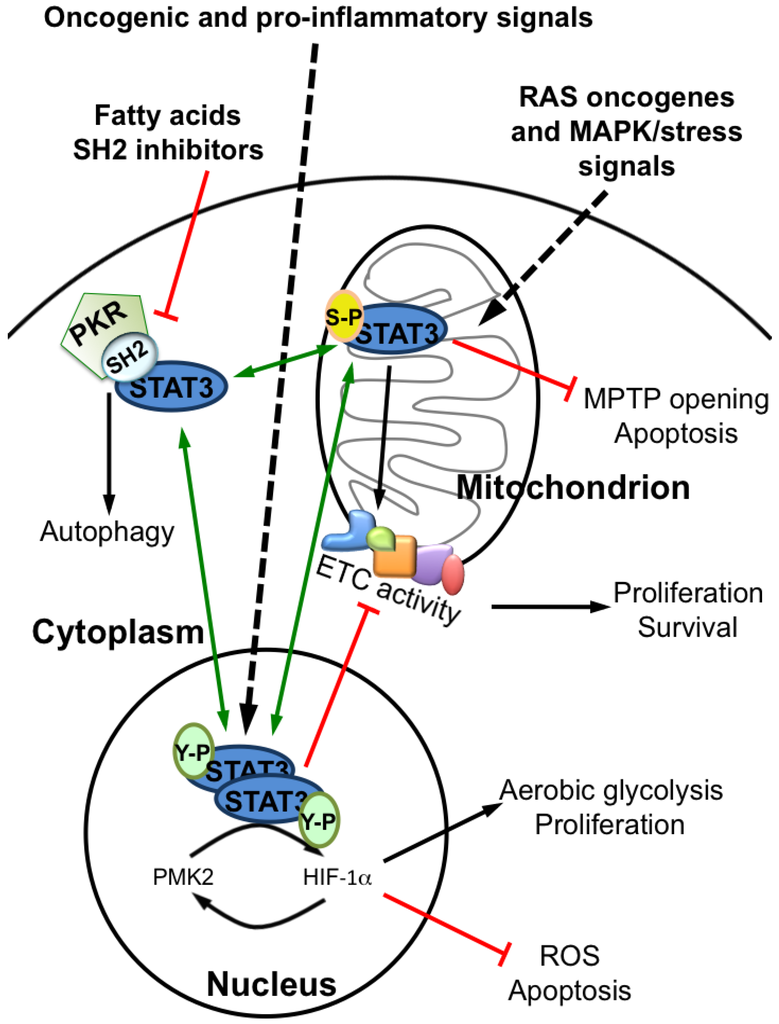 Cancers 06 01579 g006 1024