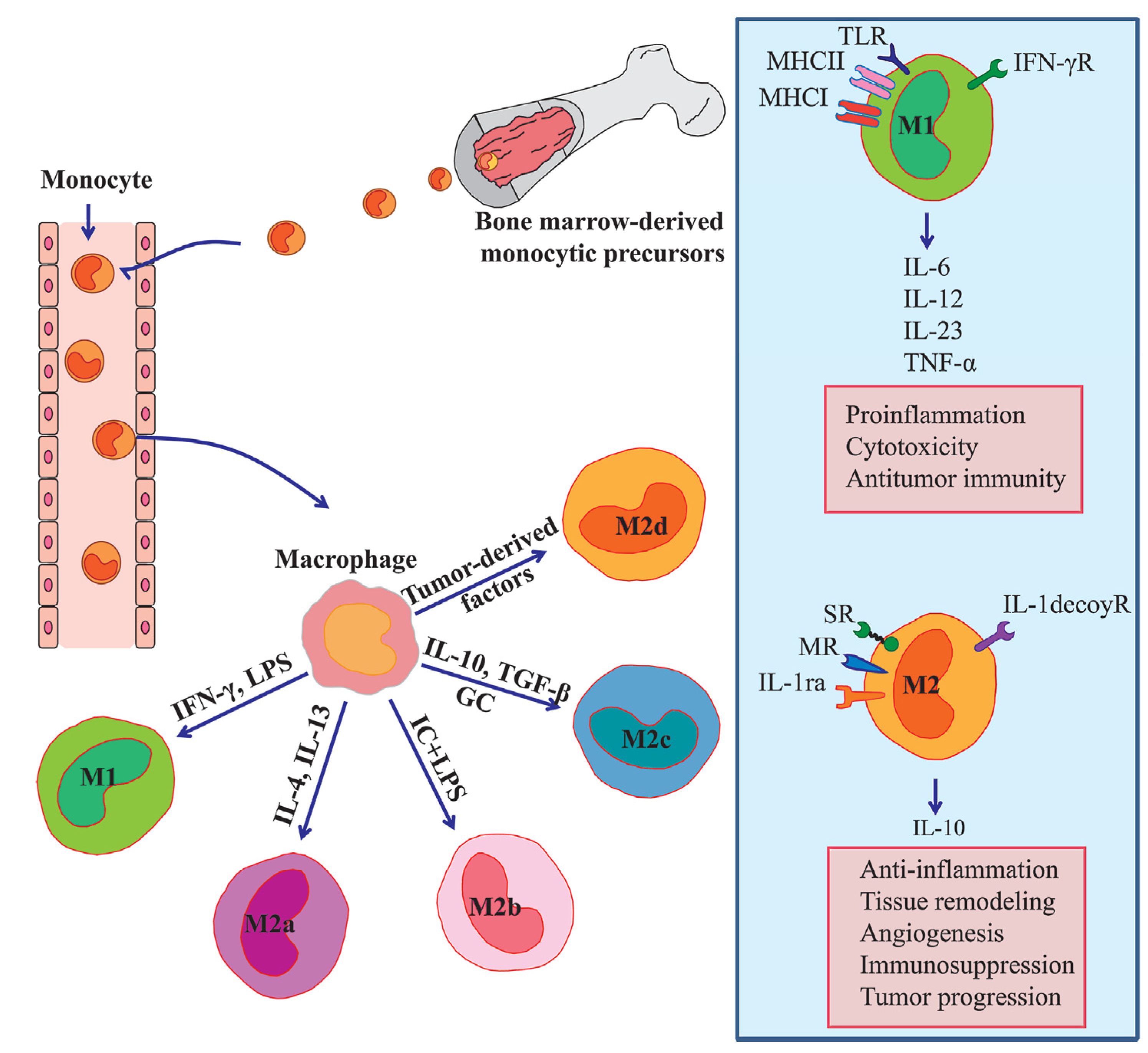 Cancers 06 01670 g001
