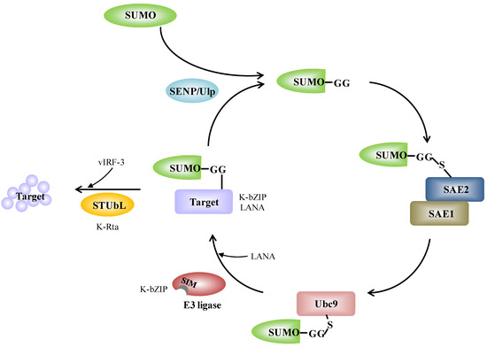 Cancers 06 01905 g001 550